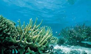 请你说出海洋的十种生物其中两种是海洋植物